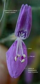 Dicliptera bupleuroides